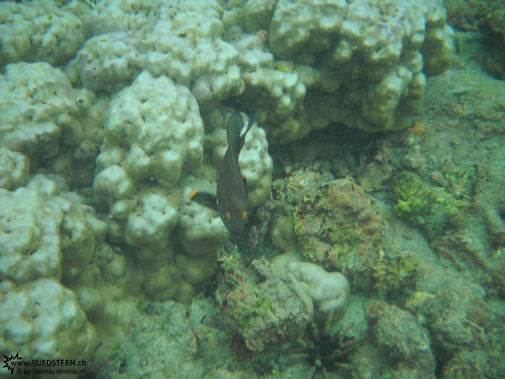 Underwater Galapagos 2010 -DSCN5344